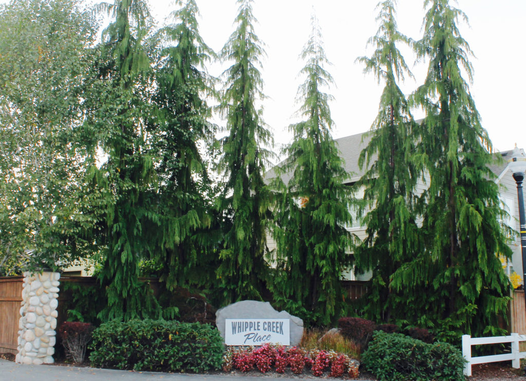 Neighborhood entrance with landscaping and evergreen trees