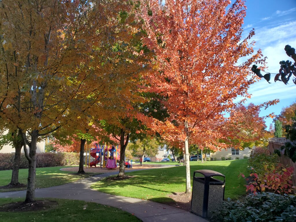 Park pathway with fall foliage and autumn trees