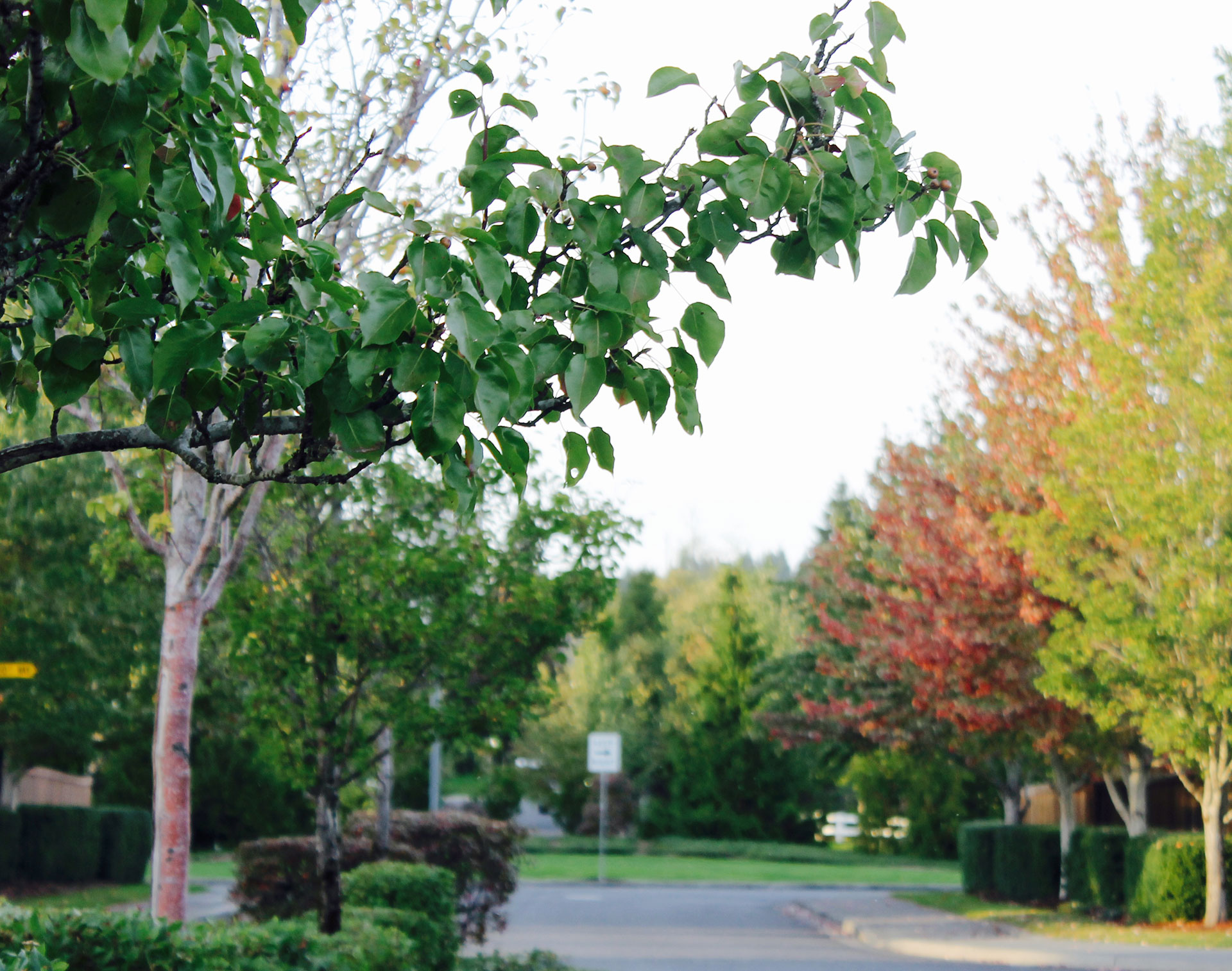 Whipple Creek Place neighborhood photo